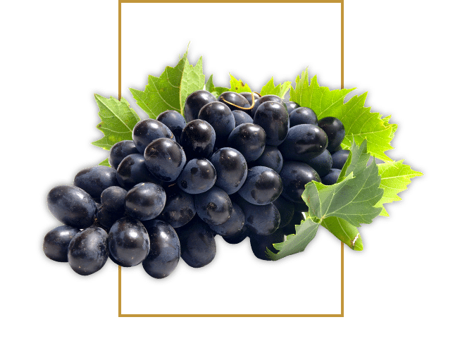 Domaine viticole à Tarascon